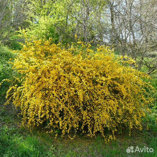 Керия японская Пленифлора