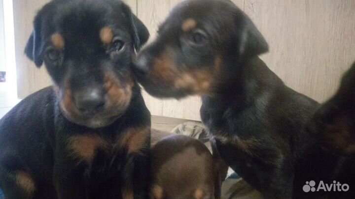 Доберман щенки