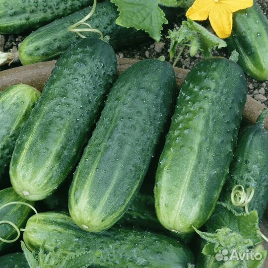 Семена сортовых огурцов собственного сбора