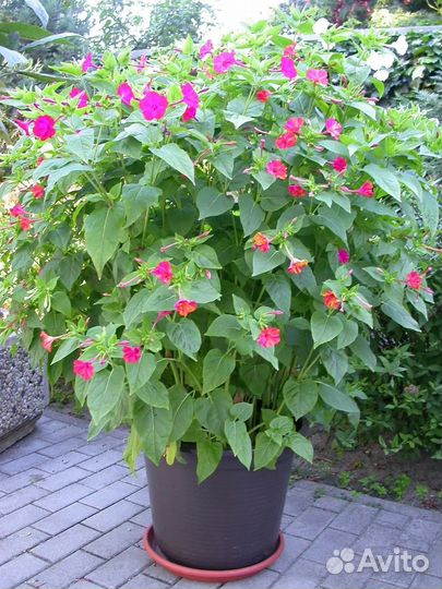 Мирабилис семена