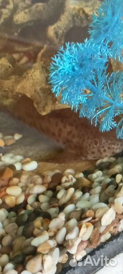 Аквариум,тумба, полный комплект