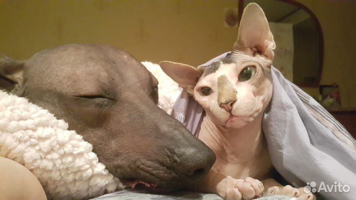 Душевная передержка вашего питомца)