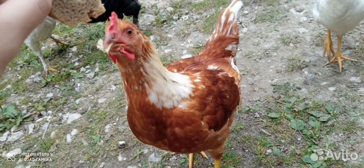 Молодые петушки