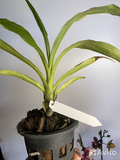 Орхидея Catasetum fredclarkeara after dark