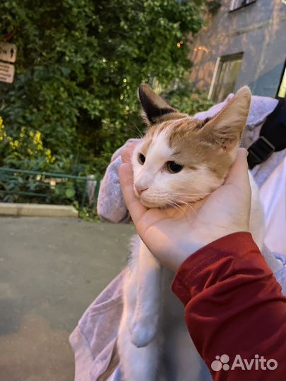 Кошка в дар