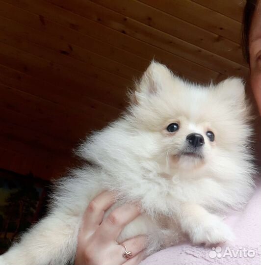 Померанский шпиц