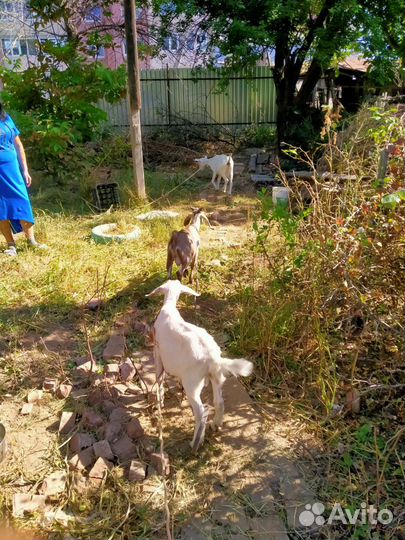 Дойная коза и два козленка