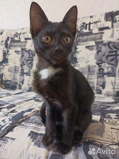 Отдам в дар котёнка