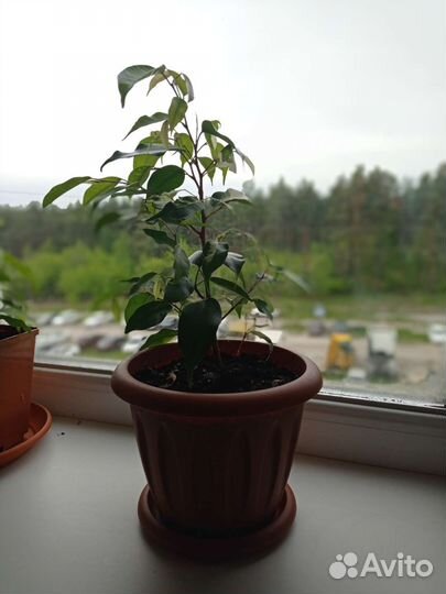 Фикус бенджамина