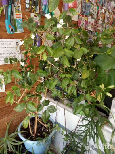 Жасмин комнатный