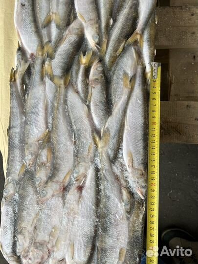Корюшка нр 20-21см свежемороженная