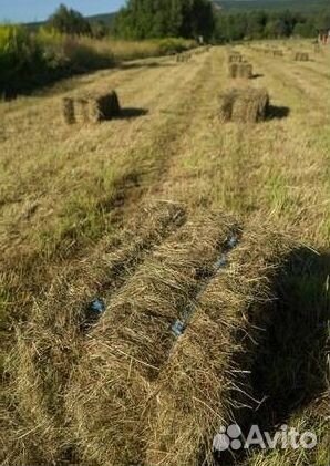 Сено солома в тюках