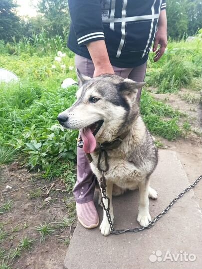 Отдам в добрые руки