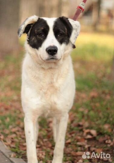 Собака Панди в добрые руки