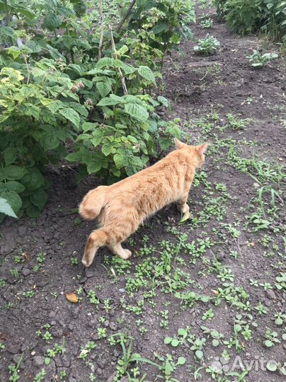 Кошки курильский бобтейл