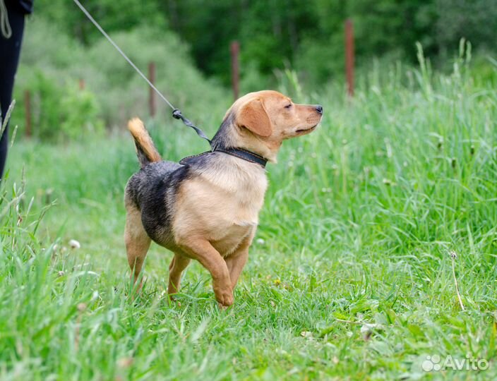 Виски и Кола - небольшие добрые собачки дар