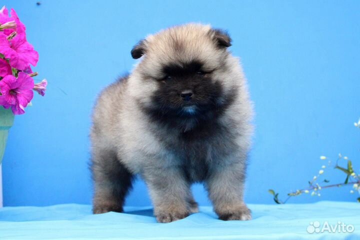 Щенок кеесхонда