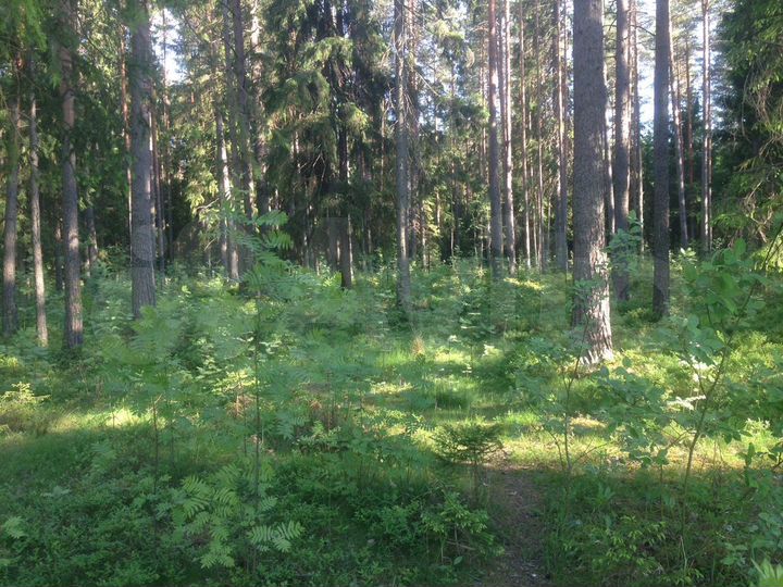 Участок 1,16 га (ИЖС)