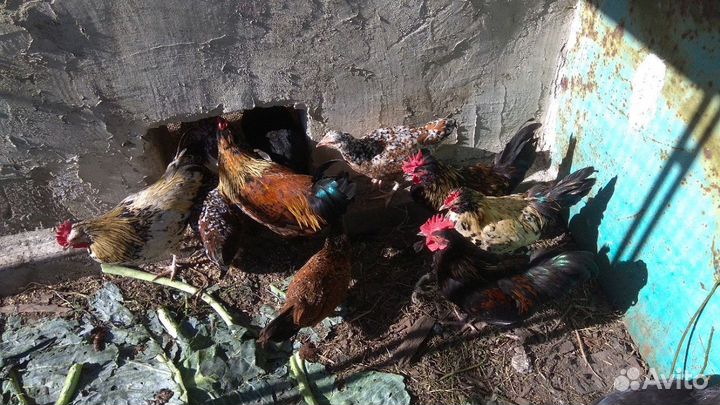 Продам петушков Бентамки