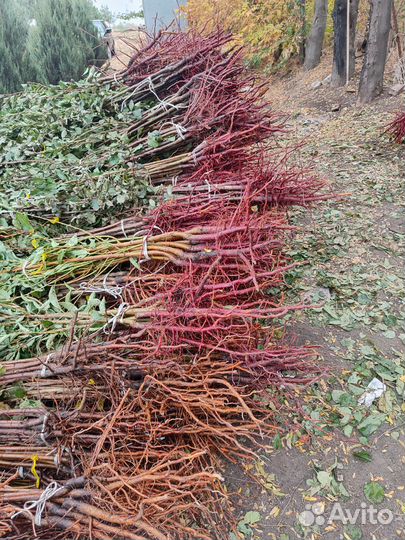 Саженцы плодовых оптом