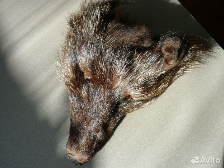 Чучело чернобурки