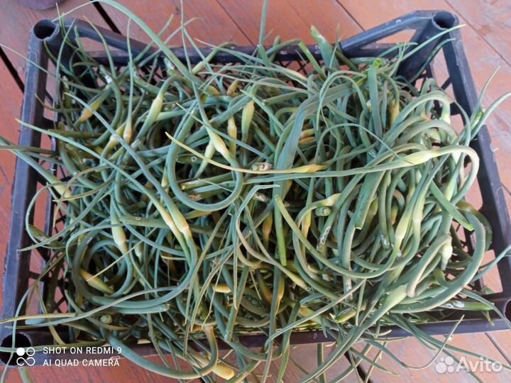 Чесночные стрелки