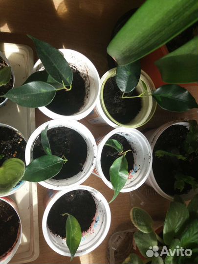 Комнатные растения и цветы