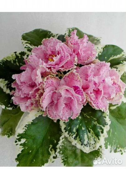 Продажа сортовых фиалок (стандарты,мини)