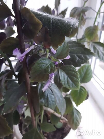 Плектрантус мона лавендер