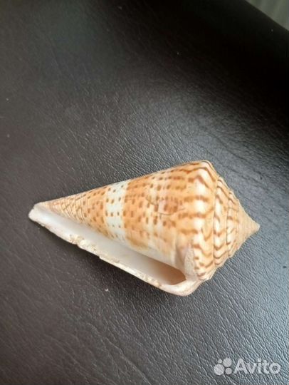 Ракушки набором