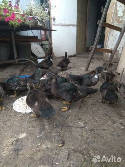 Мускусные утки индоутки индоутята