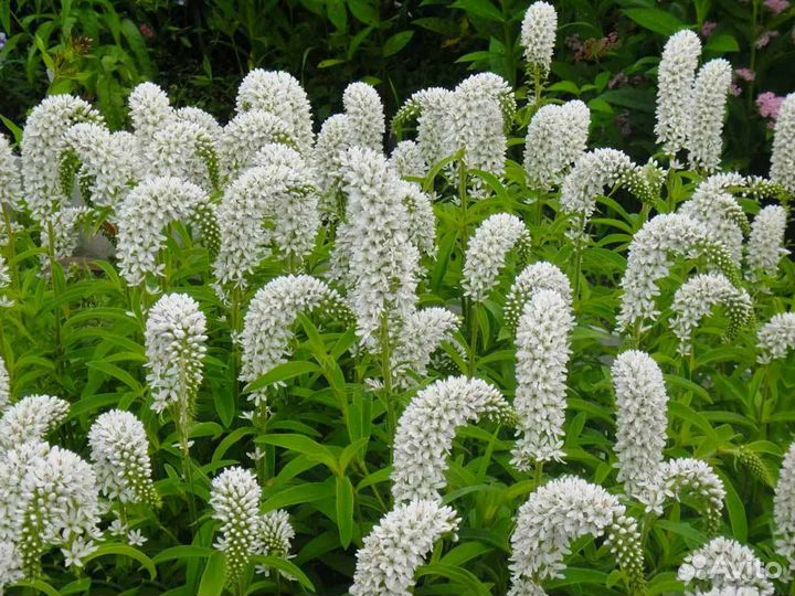 Вербейник Ландышевый саженцы