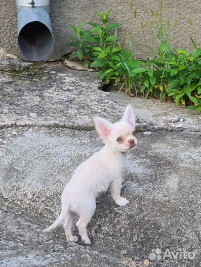 Мальчик крем дл/ш