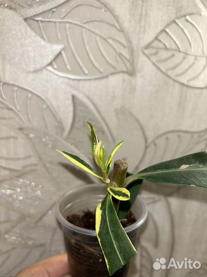 Олеандр вариегатный