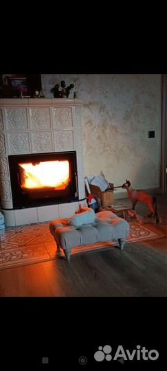 Передержка маленьких собачек