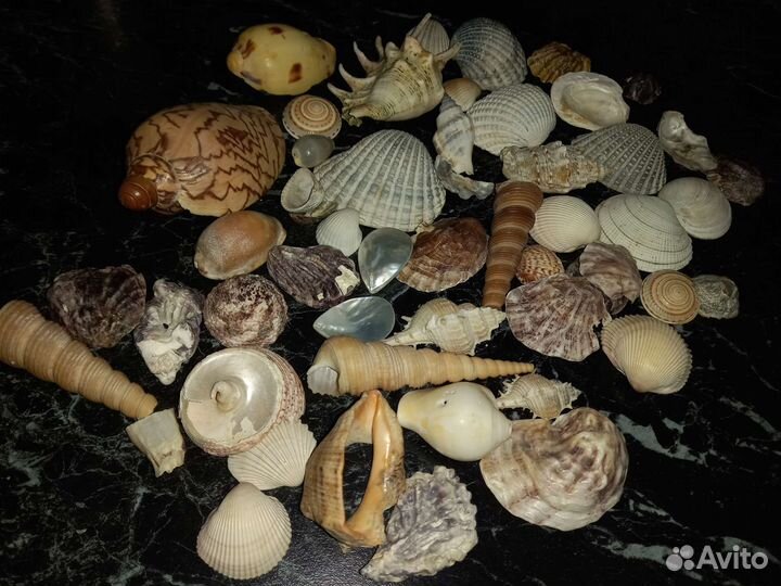 Ракушки пакетом