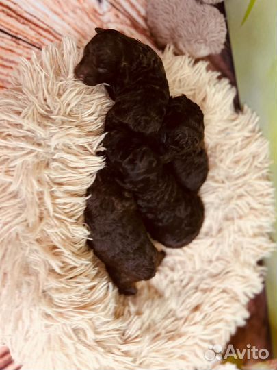 Мальтипу микро и мини ф1