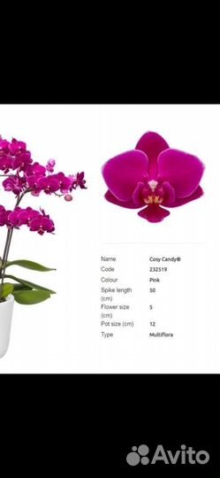 Орхидея фаленопсис Cosy Candy