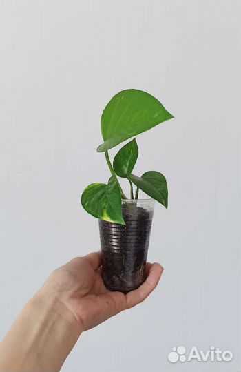 Сциндапсус