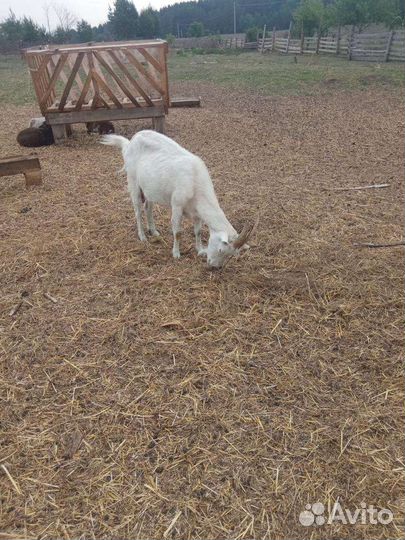 Козы дойные