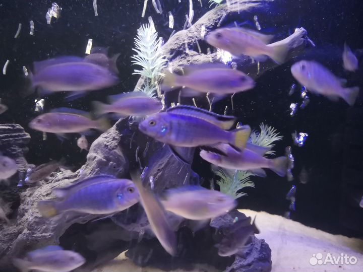 Малавийские цихлиды