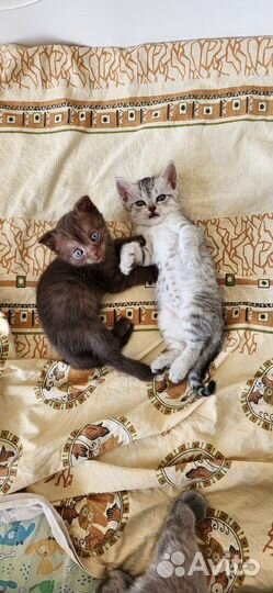 Шотландские котята