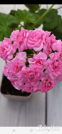 Герани, пеларгонии королевские, душистые и др срез