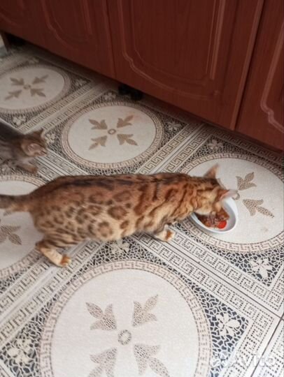 Бенгальская