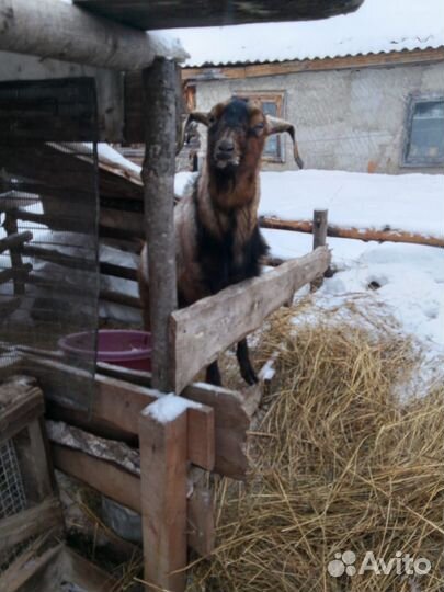 Продам козла нубийские