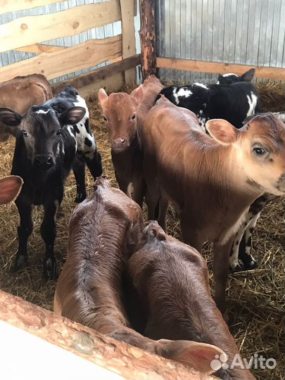 Телята бычки тёлки/ Доставка бесплатно