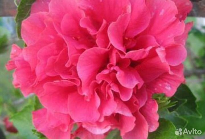 Гибискус и другое