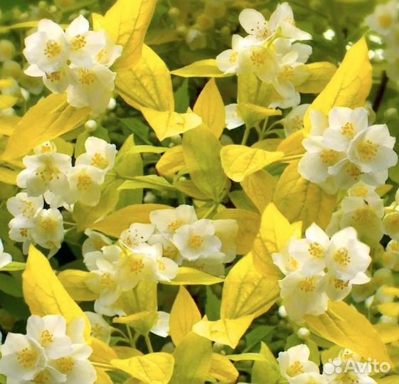 Чубушник (жасмин) желтолистный aureus