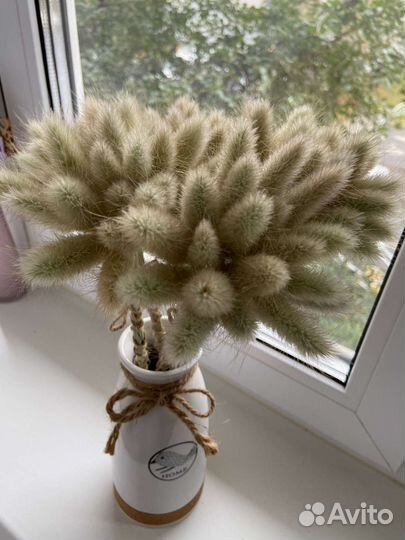 Сухоцвет Лагурус