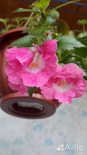 Ахименесы. Ризомы